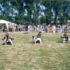 Interdog Bohemia 2003: Abax vlevo