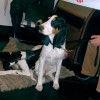 CACIB Nürnberg 2005: Hispania
