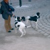 CACIB München 2005