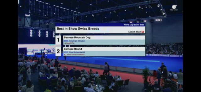 Světová výstava psů Ženeva - IDEAL BOHEMIA HILL Světový vítěz, BOB, Best in Show soutěž švýcarských plemen - 2. místo, Švýcarský výstavní šampion