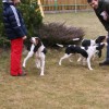 Elf, Bijou, Bodie