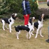 Elf, Bijou, Bodie