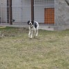 Bodie