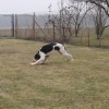 Bodie
