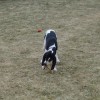 Bodie