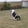 Bodie