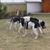 Bijou, Bodie, Elf