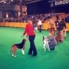 42. EURODOGSHOW