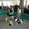 World Dog Show Poznaň