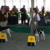 World Dog Show Poznaň