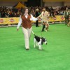 World Dog Show Poznaň