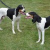 Bodie a Iris