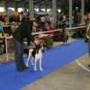 Prague Expo Dog 2014