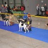 Berna Prague Expo Dog 2013