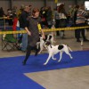 Berna Prague Expo Dog 2013