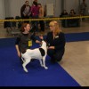 Berna Prague Expo Dog 2013