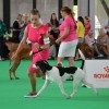 National Specialty Show