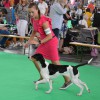 National Specialty Show