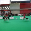 National Specialty Show
