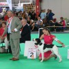 National Specialty Show