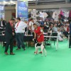 World Dog Show