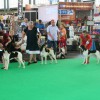 World Dog Show