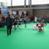 World Dog Show