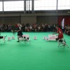 World Dog Show