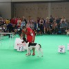 World Dog Show