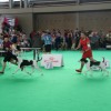 World Dog Show