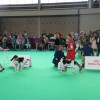 World Dog Show