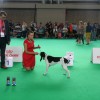 World Dog Show