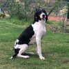 Habone