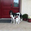Habone a Charlie