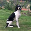 Habone