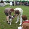 International Dog Show Krakow