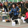 CACIB Světový vítěz
